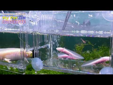 Video axolotl kỳ nhông nước thức ăn dạng viên - youtube