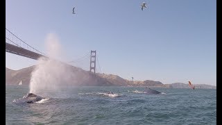 Humpback Whales in San Francisco