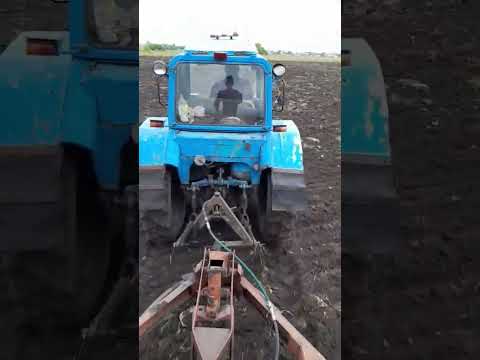 посев гороха
