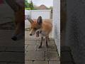 Wild Fox Yawning Animal Fox Foxes Wildfox Wildlife Cute Redfox Wild Fox Yawning Animal Fox Foxes Wildfox Wildlife Cute Redfox