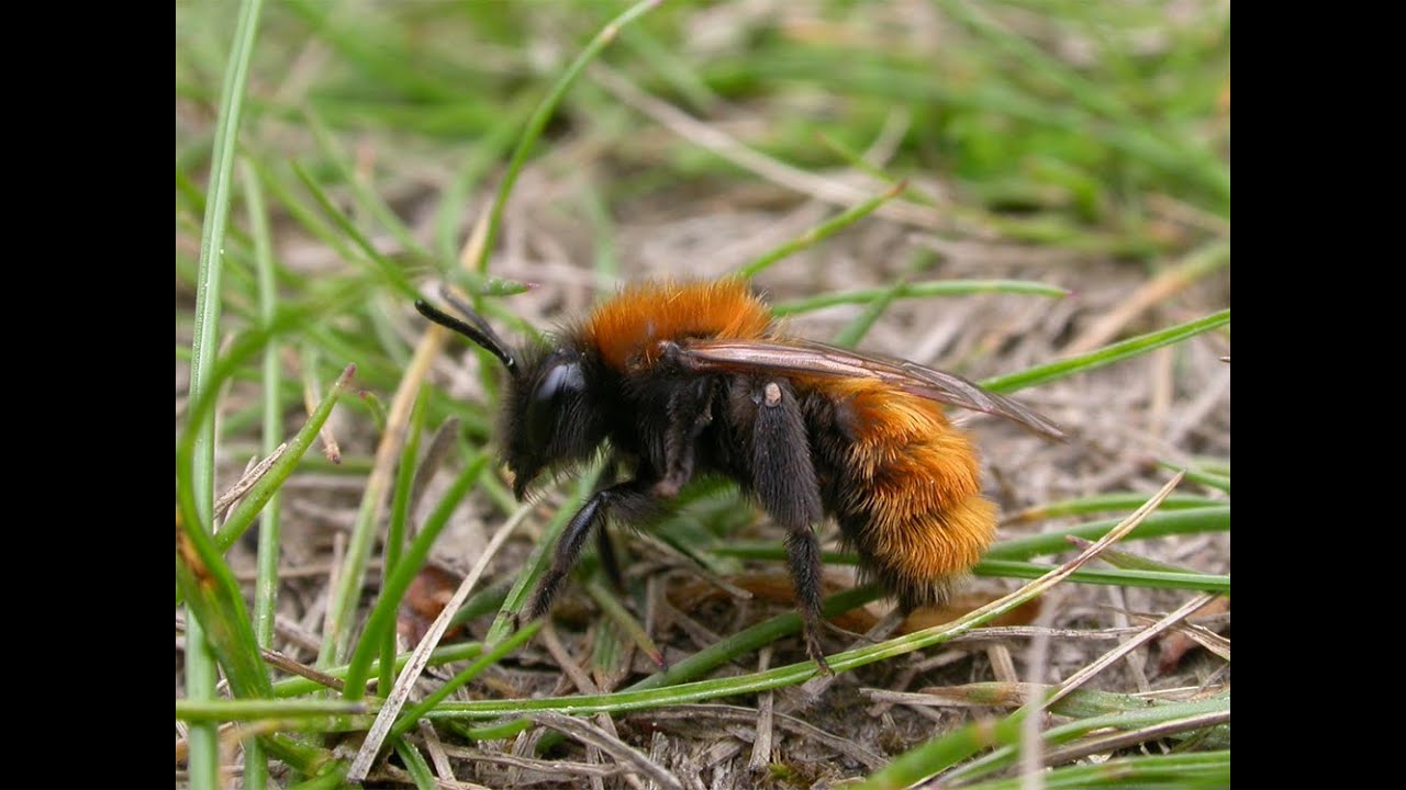 Tawny Mining Bee