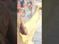 Fishing Festival 🐠🐋🐟 மீன் பிடி திருவிழா🎉🍻🎊