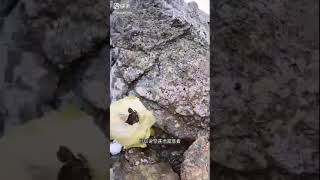 希有難逢的天山雪蓮