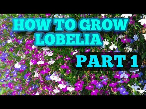 Video: Lobelia Winter Hardiness: Lær hvordan du overvintrer Lobelia-planter