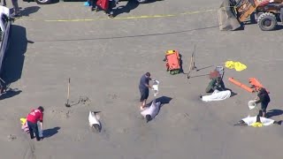 8 dolphins beached in mass stranding event at Jersey shore