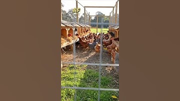 Peaceful Morning with Free Range Chickens 🐔🌿 #chicken #freerangechickens #farm #farming #shorts
