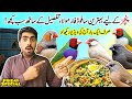 My Secret Soft Food Recipe for All Kinds of Finches & Doves