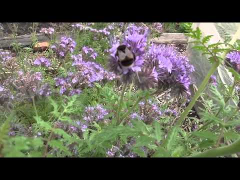 Video: Phacelia A Campana