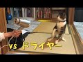 ドライヤーとの壮絶なバトルを繰り広げる猫がこちら　果たして平和を守る事が出来るのか？　暴れ猫/保護猫ハナ♂