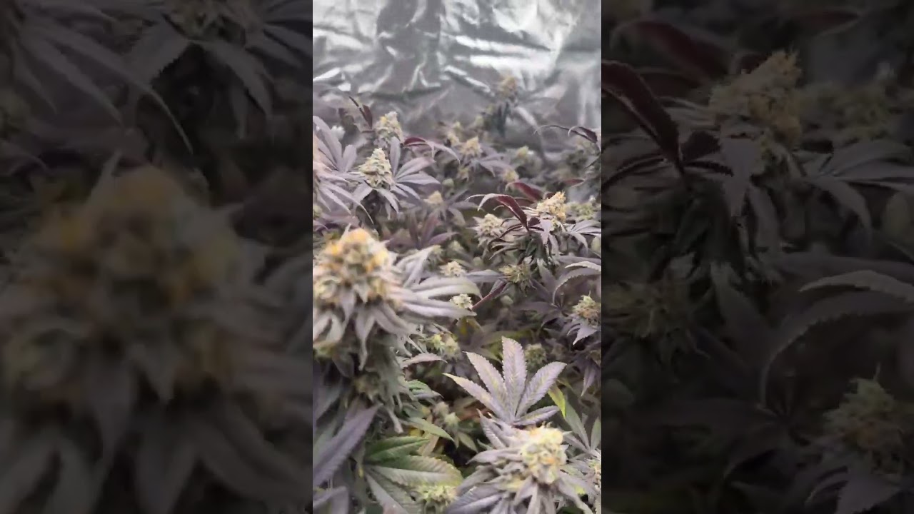 Slurricanes ready to harvest 