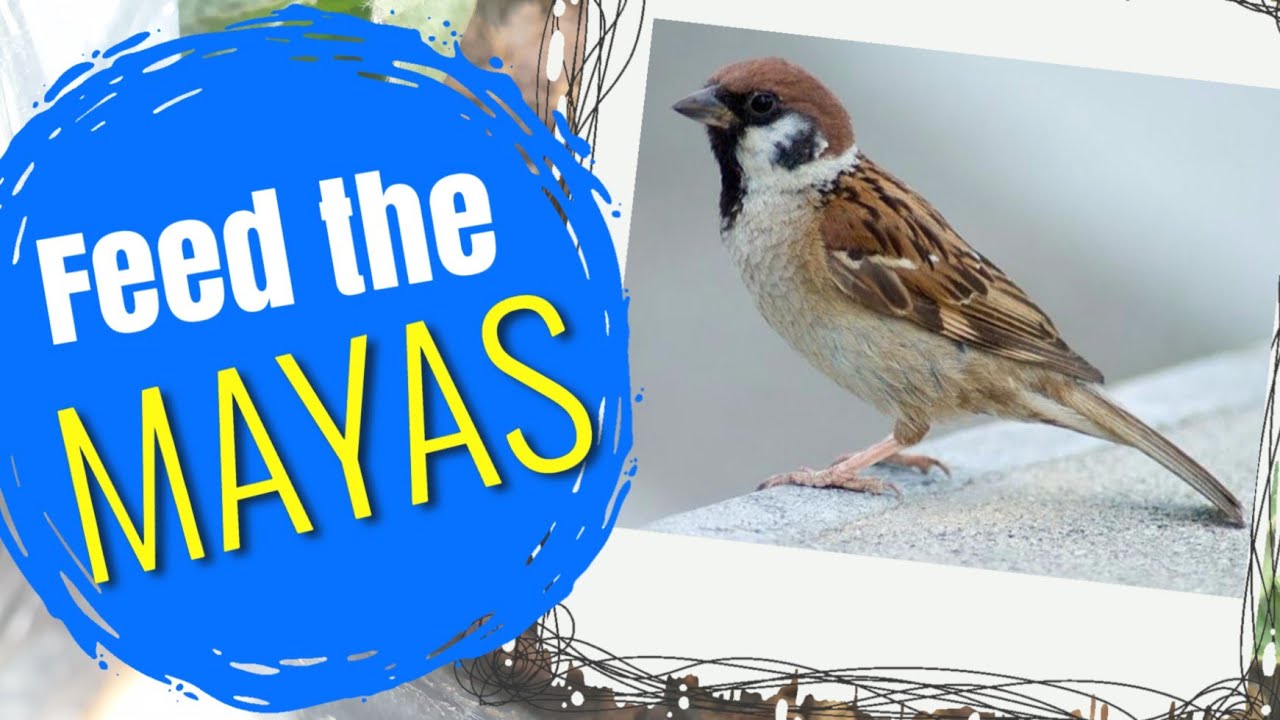 Feeding The Maya Birds During Quarantine Youtube
