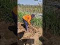 Smart farmers hoe the land easily and quickly-Agriculture farming #shorts