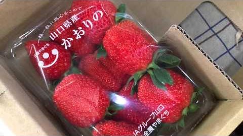 オークション予告