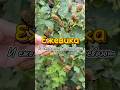 Ежевика и Ежемалина уже поспели #ягоды #огород #садоводство #растения