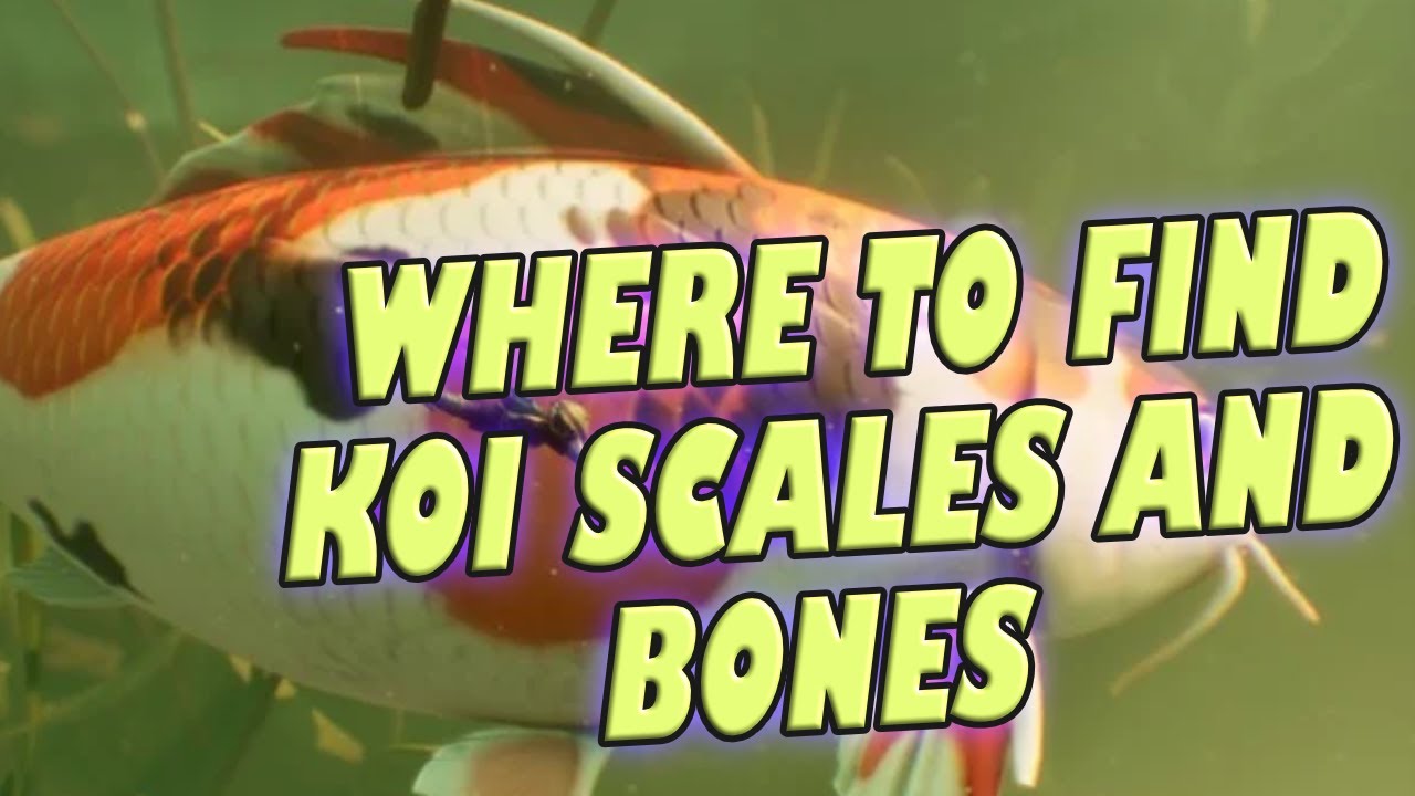 Where Are the Koi Scales in Grounded New Update  Where are the bones in  Grounded Update 10.0 