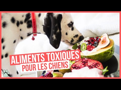 Vidéo: Mycotoxines chez le chien