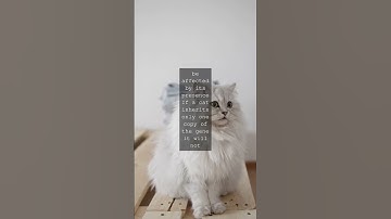 The Purrfectly Fascinating World of Catnip Unraveling the Mystery of Feline HighsAs any...