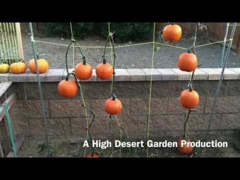 Vidéo: Growing Shaped Pumpkins - Comment faire pousser une citrouille dans un moule