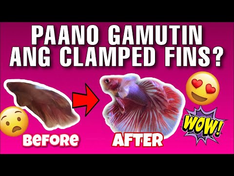 PAANO GAMUTIN ANG CLAMPED FINS NG BETTA FISH?