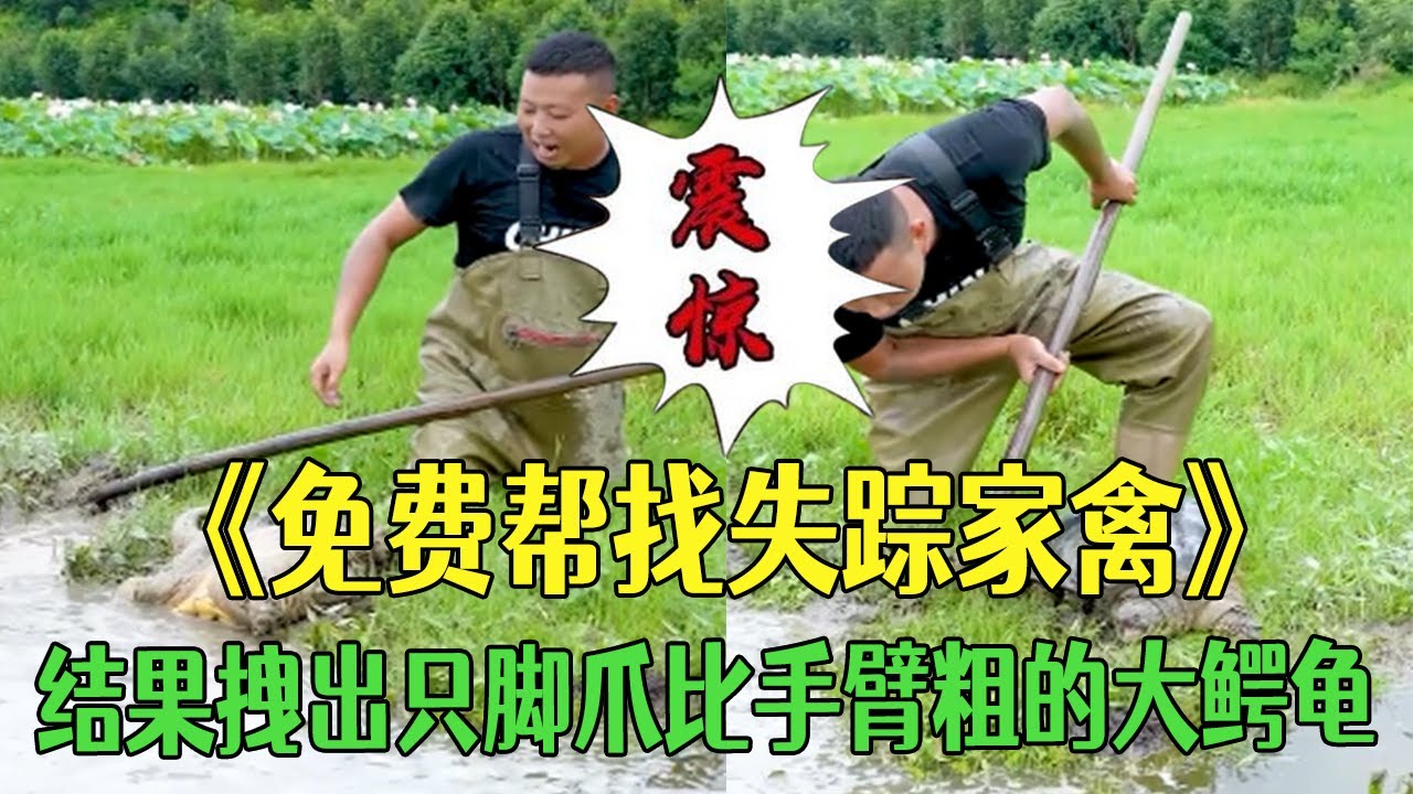 免費幫找失蹤家禽，結果拽出腳爪比手臂粗的大鳄龜  #我要上熱門 #戶外 #三農 #新農人計劃 #黃鳝#鳄龜#小飛哥#包塘