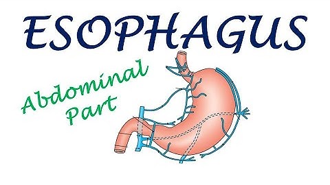 Chp19 | Esophagus Abdominal Part | BDC Vol2 | Dr Asif Lectures