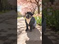 stylix.pet | Link in Bio - POV: Your Cat Became an Artsy Paris Girl 🎨🐱✨ Link in bio! #shorts #cat