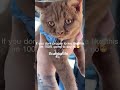 😁 #fyp #foryou #relatable #cat #wedding #propose #cutecat #funny #funnycat