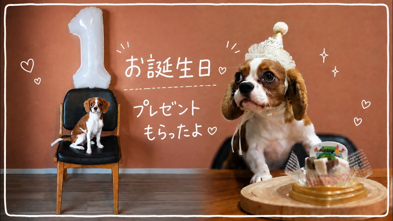 1さいになったよ🐶 | キャバリアキングチャールズスパニエル - YouTube