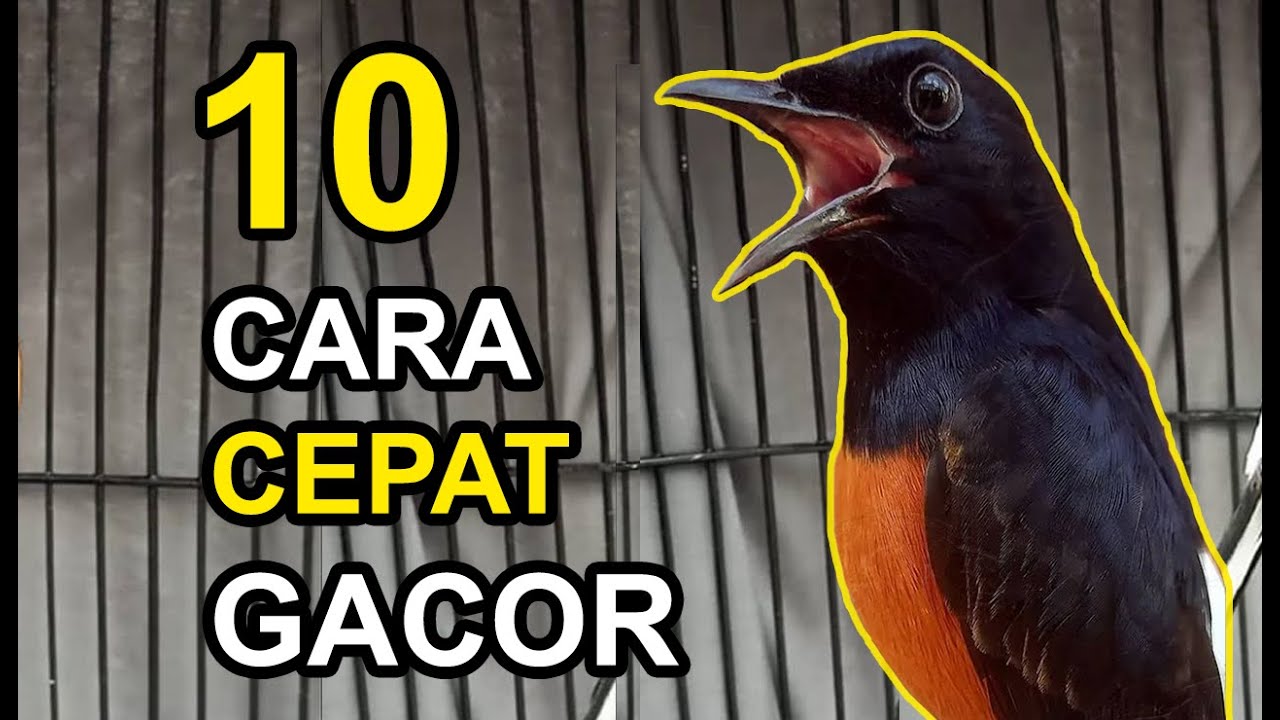 10 Cara Mudah Membuat MURAI BATU Cepat GACOR DAN TAMPIL… — Transcript