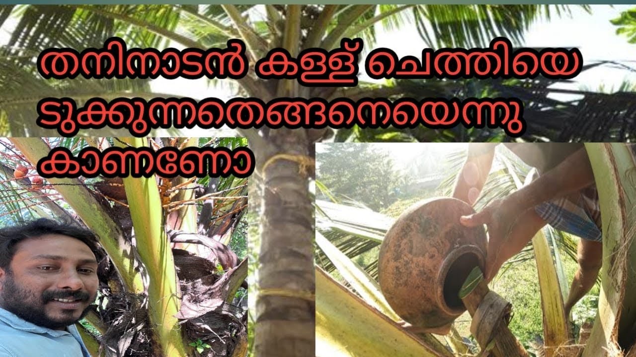 കള്ള് ചെത്തുന്നതെങ്ങനെയെന്ന് കണ്ടാലോ