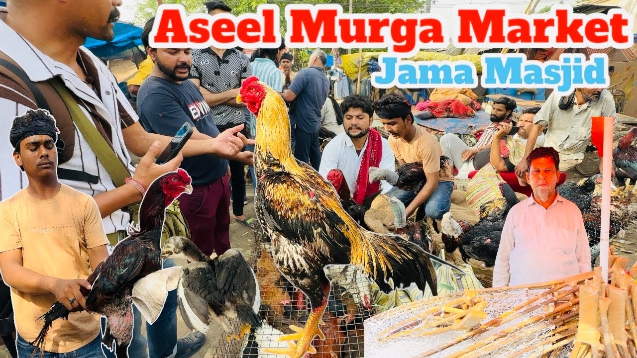 Aseel Murgall Aseel Murge ki Pahchan|| Aseel murge ki puri jankari aseel murga market delhi|RRRM |
