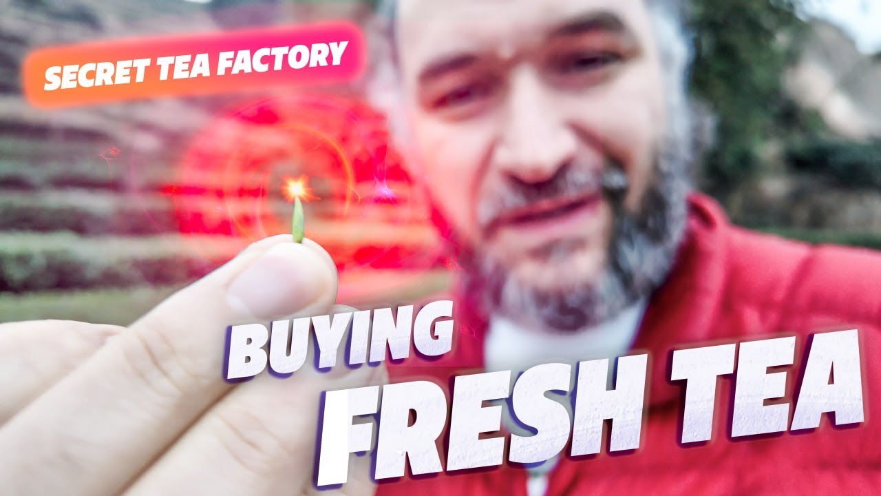 Buying fresh tea in China! Tasting old tea from private collection and ...