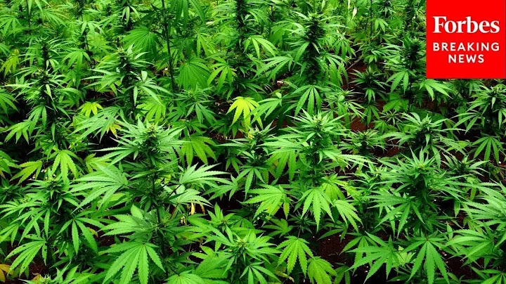 JUST IN: GOP Lawmaker Compares Marijuana Industry To Slave Trade