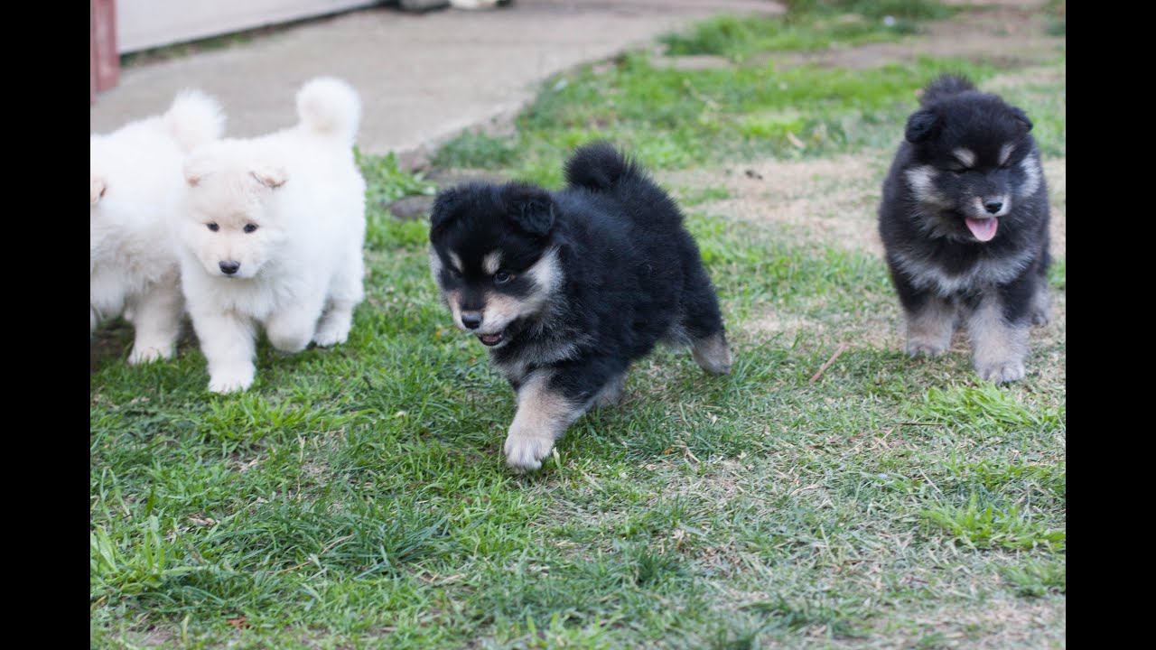 swedish lapphund breeders