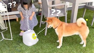 柴犬りんご郎 Shiba Inu Ringoroの最新動画 Youtubeランキング 柴犬りんご郎 Shiba Inu Ringoroの最新動画 Youtubeランキング