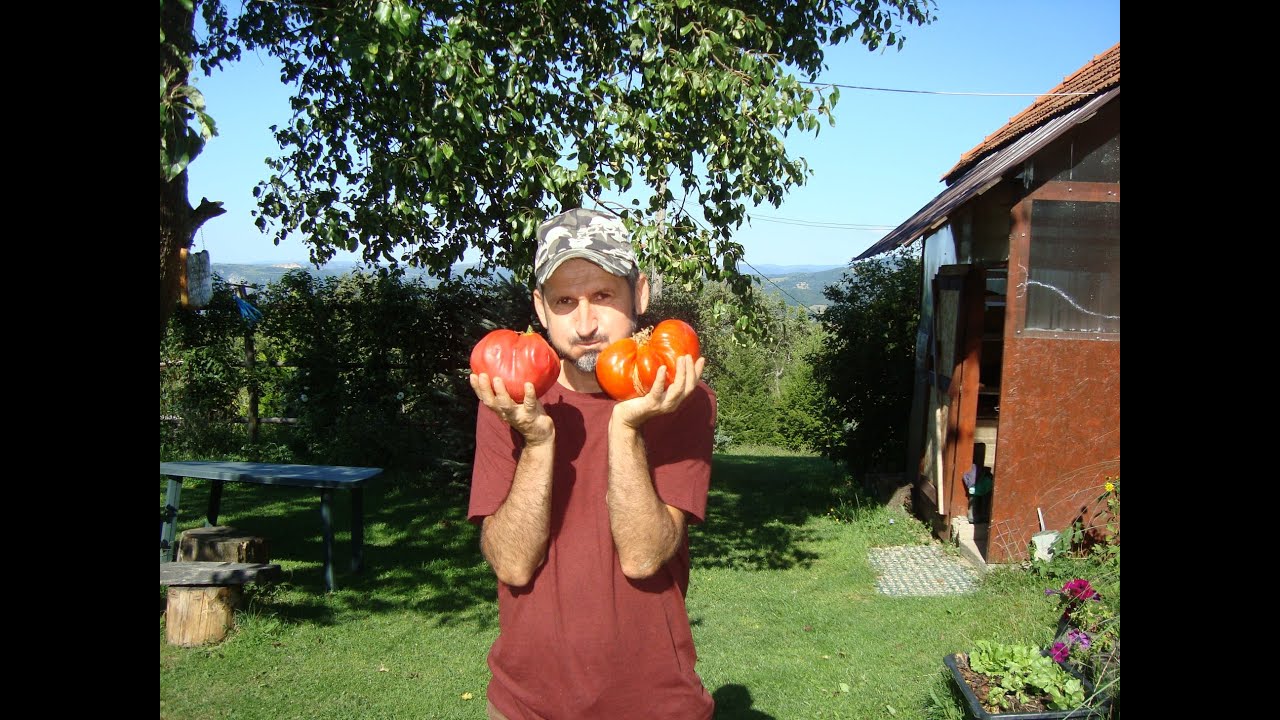 Diverse soiuri de tomate   marimi, gusturi, culori
