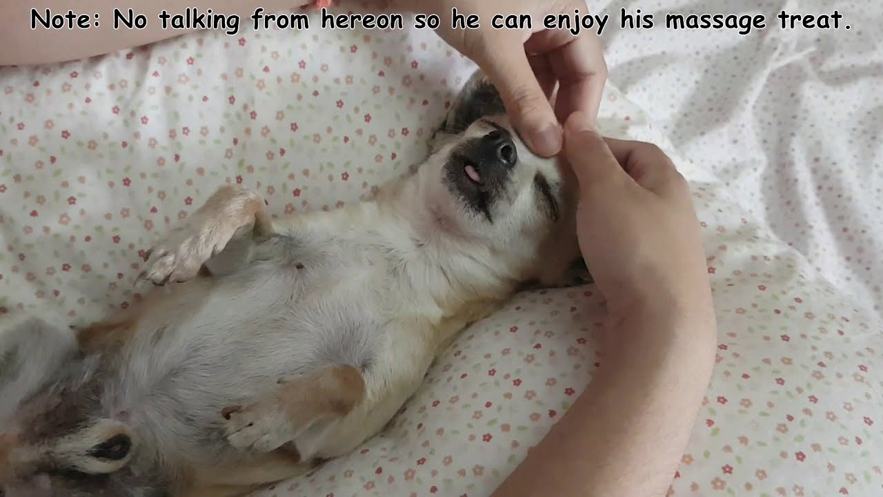 RELAXING DOG MASSAGE II ANTI-STRESS II No talking once it starts