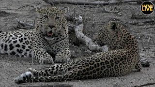 safariLIVE - Sunset Safari - October 23, 2019