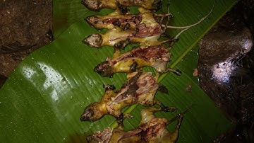 Hunting Squirrel | Tua Nas  Txheeb Haus Zib Tsawb | ยิ่งกระรอก | Di vào rùng | ຍິງກະຮອກກິນໝາກປີ