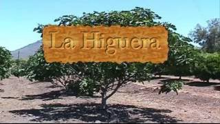 La Higuera