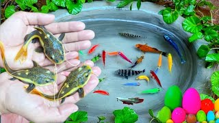 Wow !! Catch Goldfish, Glofish, Botiafish, Platyfish, Koifish, Mollyfish, Lobster & Barbfish