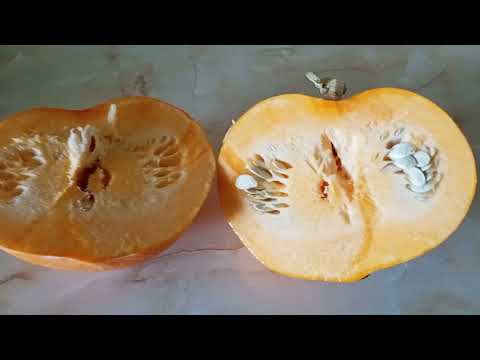 Тыква вонючка/Сорт Россиянка/Семена/Обзор Тыква вонючка/Сорт Россиянка/Семена/Обзор