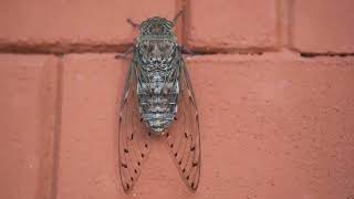 Cicadas:The Buzzing Mysteries