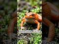 Tomato Frog मेंढक टमाटर जैसा दिखता है! 🍅🐸