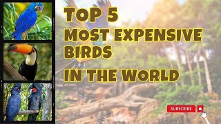 TOP 5 MOST EXPENSIVE BIRDS IN THE WORLD ARU Automation