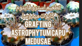 كيف تطعيم استرو فايتوم كابوت ميدوسا how to grafting astrophytum caput medusae