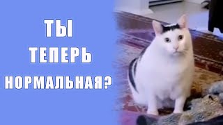 Кот Бендер: 