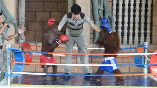 ORANGUTAN Monkey Show at Phnom Penh Safari zoo in Cambodia(Phnom Penh)