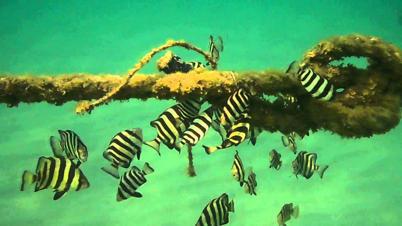 シマシマ模様の魚 Youtube