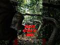 # short # dragon fighting to snake # ai # animal#